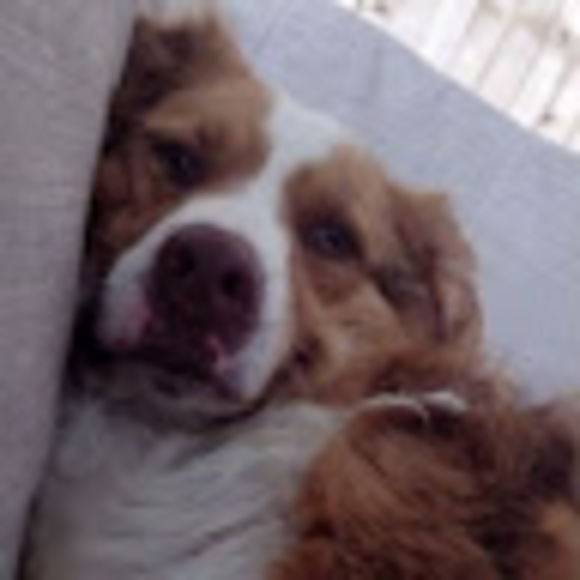 Meet your Posher, Isaac - Picture 1 of 1